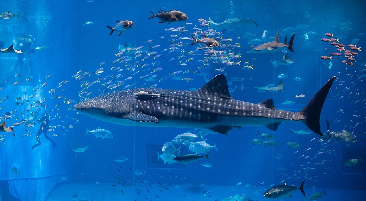 ジンベエザメが泳いでいる水族館